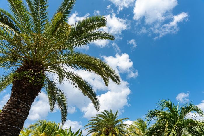 Palm trees in a tropical area with a bright blue sky, representing watering strategies for humid and tropical regions.