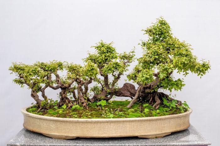 Bonsai trees grown using air layering technique to encourage root development from existing branches.