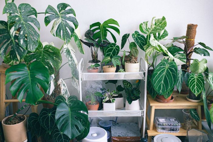 A collection of healthy philodendrons in various pots, illustrating the benefits of proper care, such as cleaner air and enhanced indoor beauty.