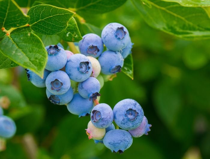 Cluster of ripe blueberries growing on a compact bush, perfect for patio container gardening in small spaces.