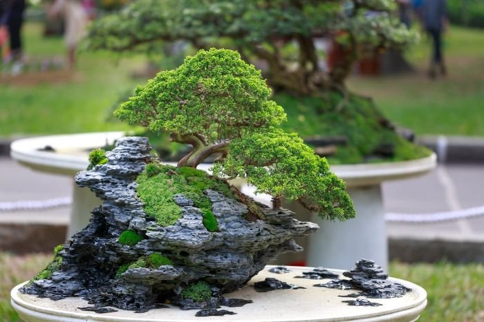bonsai display aesthetics