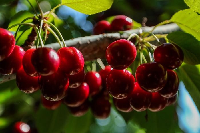 Ripe red cherries hanging from a branch, illustrating the importance of proper care, including watering, fertilizing, and pruning, for healthy fruit production.