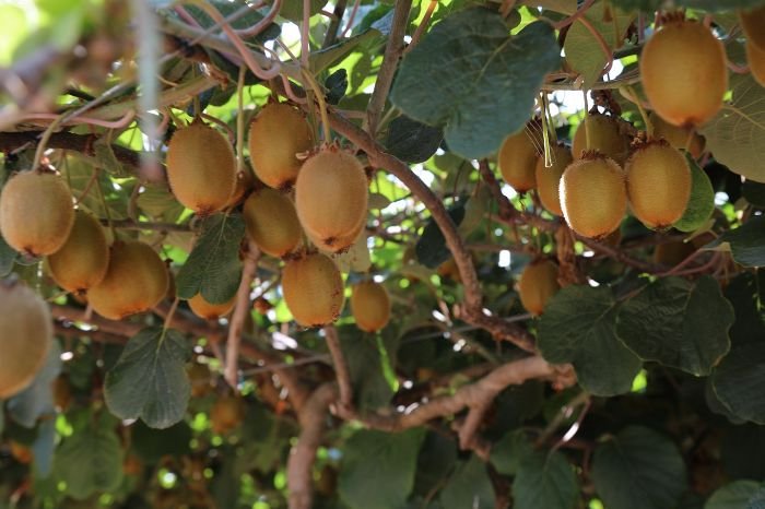 Healthy kiwifruit vines with ripe fruit growing under proper care including watering, fertilizing, and pruning for a bountiful harvest.
