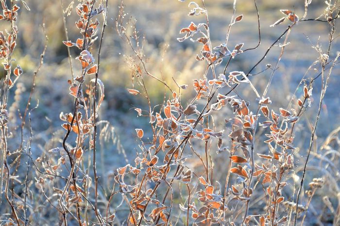 Frost-covered resilient plants thriving in cold weather, showcasing the importance of proper care and maintenance for weather-resistant gardens.