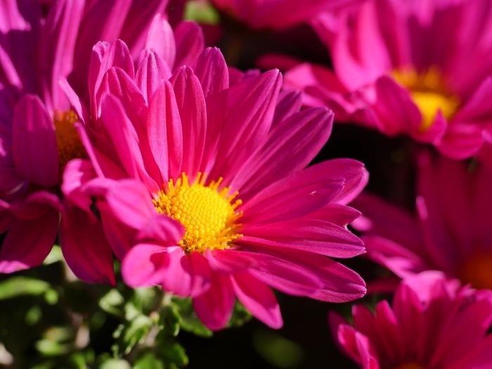 Bright pink chrysanthemums with yellow centers, representing healthy flowers protected by chemical solutions for pest and disease control using pesticides and fungicides as part of an integrated pest management (IPM) strategy.