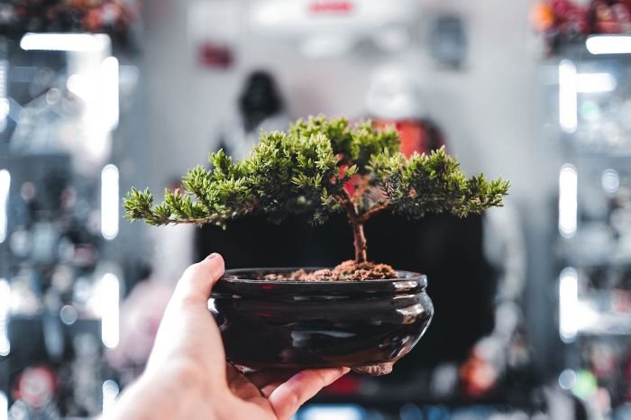 A hand holding a small bonsai tree in a black pot, representing the careful selection and care required to choose the right bonsai tree for cultivation.
