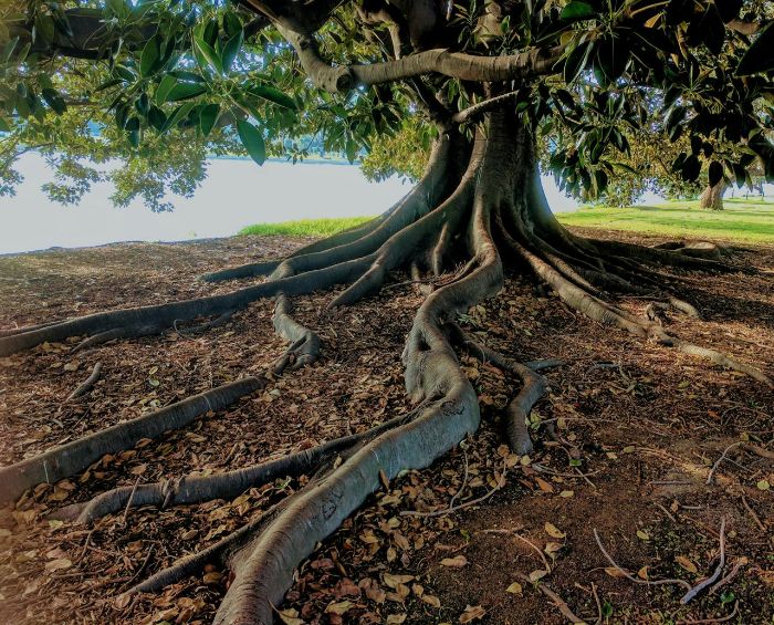 Exposed tree roots showing the effects of underwatering, emphasizing the importance of roots for plant stability, water, and nutrient absorption.