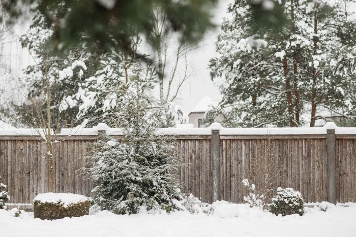 Snow-covered garden with trees and shrubs protected by a wooden fence acting as a windbreak, with mulch insulating the soil to retain warmth and moisture.