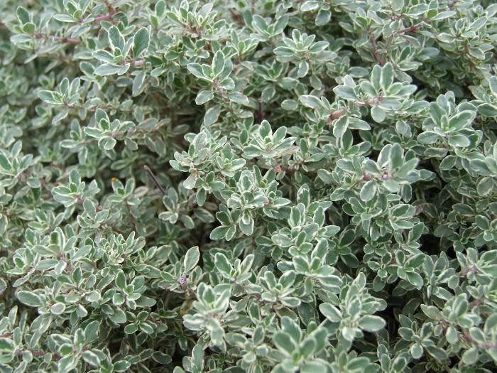 Close-up of culinary thyme varieties, highlighting Common Thyme, Lemon Thyme, and Caraway Thyme for diverse flavor profiles in cooking.