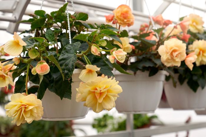 Hanging containers with blooming yellow and peach begonias, showcasing tips for integrating begonias into garden design, focusing on container use for flexible garden displays and vibrant decor.