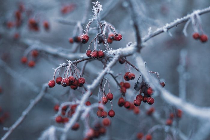 Frost-covered branches with red berries, showcasing frost-resistant plant varieties that thrive in cold temperatures.