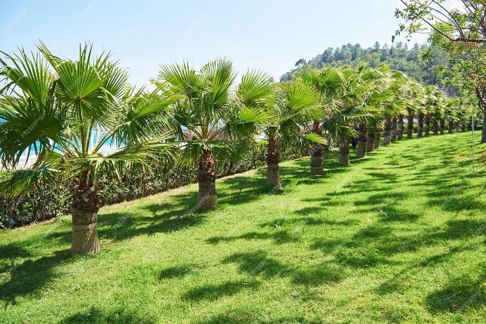 Palm trees aligned on a leveled grassy landscape, showcasing site preparation for garden design implementation.