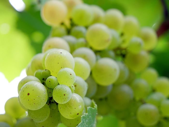 Close-up of healthy green grapes growing on a vine, illustrating disease prevention and treatment in grapevine care.