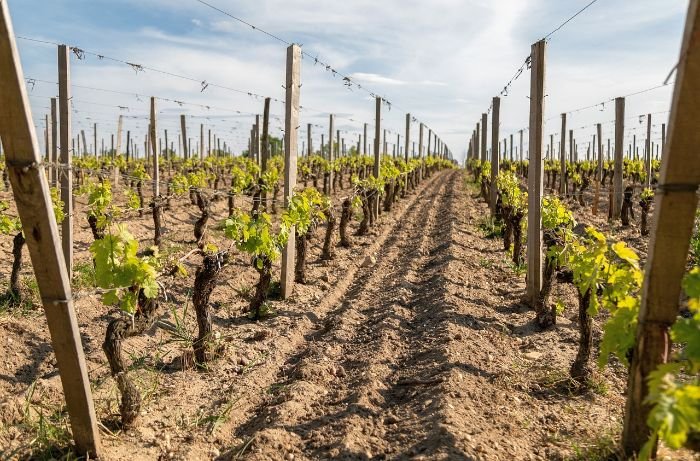 Rows of grapevines spaced evenly with trellises for vertical shoot positioning, promoting healthy growth and sunlight exposure.