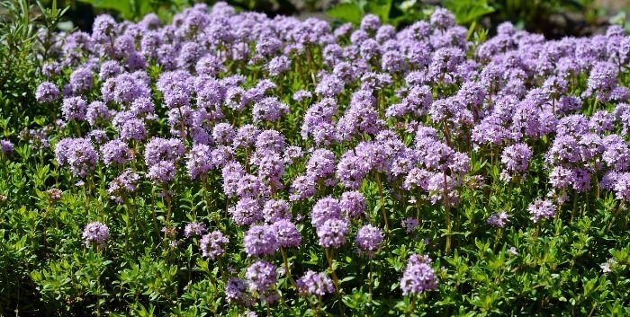 A vibrant garden of blooming thyme, illustrating ideal growing conditions and care for thriving thyme plants.