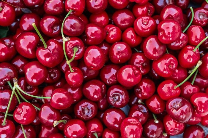 Freshly harvested bright red cherries, emphasizing the importance of proper harvesting techniques to ensure the best taste and sweetness.