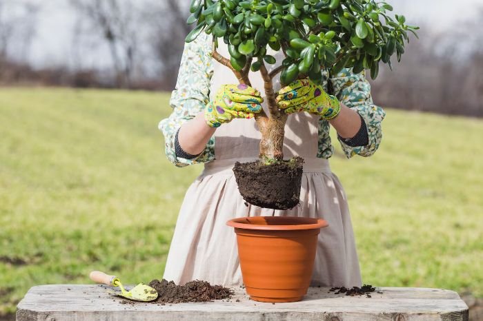 Person repotting a tree, illustrating how tree roots help prevent soil erosion and improve soil structure.