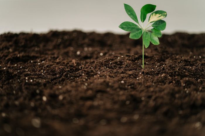 A small plant growing in dry soil, highlighting the effects of underwatering on soil structure and the formation of hydrophobic layers.