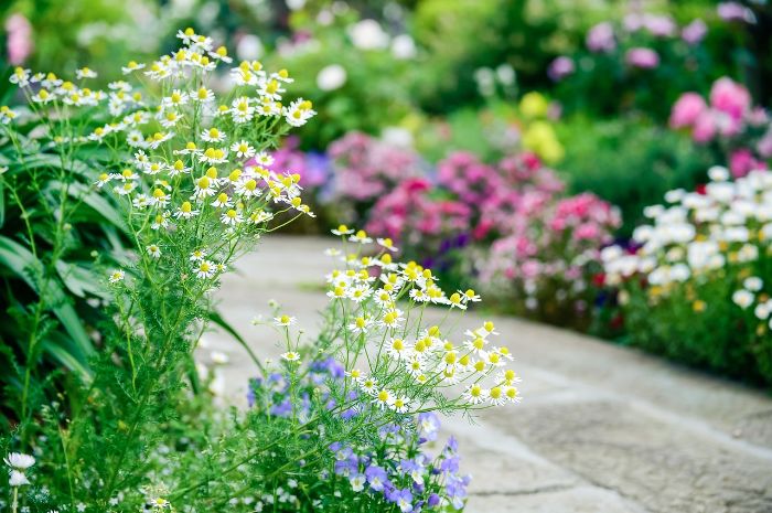 Garden path surrounded by blooming flowers in various colors, encouraging mindful observation and connection with nature during gardening routines.