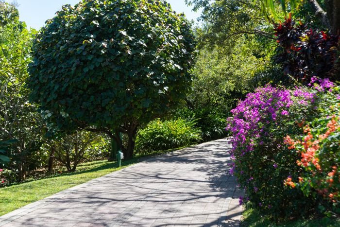 Tree-lined path with vibrant flowers, showcasing the integration of trees into permaculture design principles for shade, windbreaks, and soil stabilization.