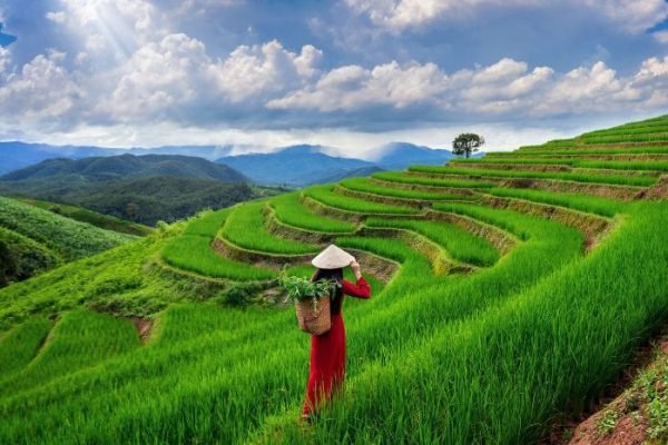 Soil Erosion Control After Heavy Rain – Proven Strategies for Gardeners Farmer walking through terraced fields, demonstrating soil management strategies after heavy rains to prevent soil erosion.