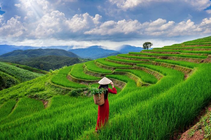 Farmer walking through terraced fields, demonstrating soil management strategies after heavy rains to prevent soil erosion.