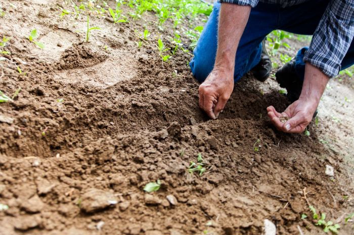 Gardener planting seeds in the soil, demonstrating the importance of consistency in mindful gardening routines for relaxation and personal growth.
