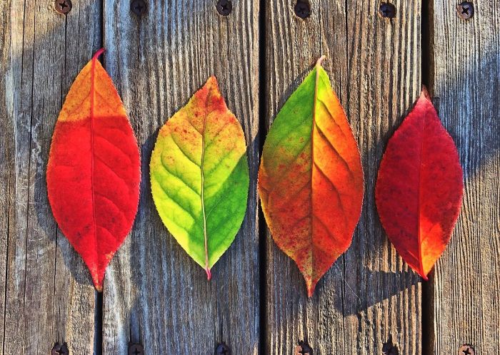 Four leaves displaying seasonal color transitions from green to red, placed on a wooden surface, symbolizing the subtle shifts in light, color, and texture in nature.