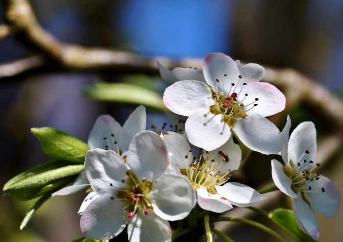 Close-up of pear tree blossoms, emphasizing the importance of fertilization and soil management for healthy tree growth and fruit production.