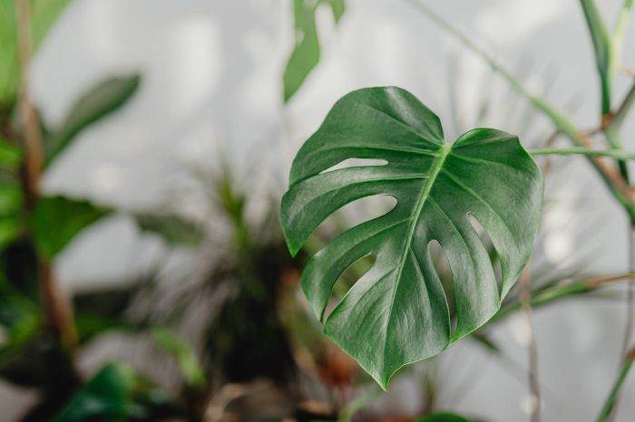 Close-up of a healthy philodendron leaf, highlighting the importance of regular fertilization for strong growth and vibrant leaves.