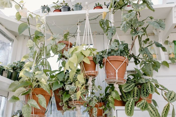 A variety of philodendrons and other plants in hanging pots, showcasing clean and well-maintained leaves for optimal growth and appearance.