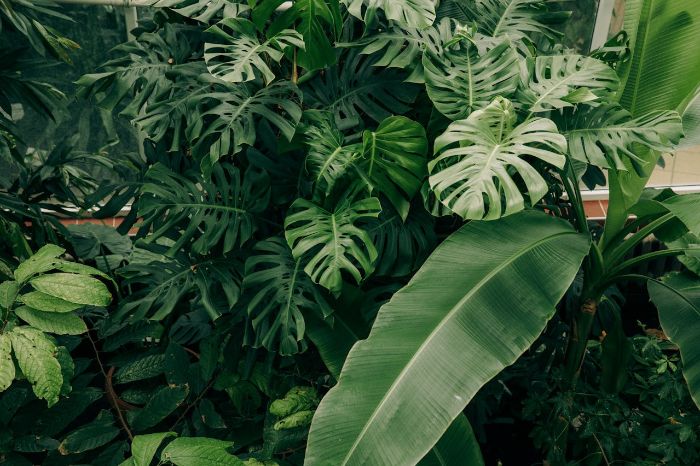 Lush green philodendron plants thriving in a humid environment, showcasing the importance of proper temperature and humidity levels for optimal growth.