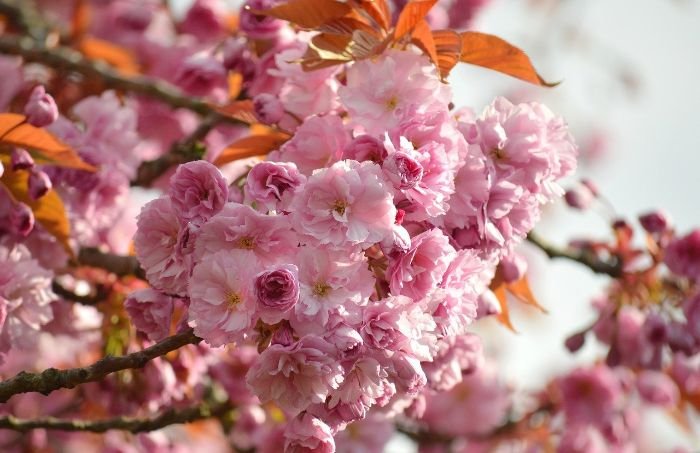 Close-up of vibrant pink cherry blossoms on a cherry tree, symbolizing the importance of proper planting techniques for healthy growth and strong roots.