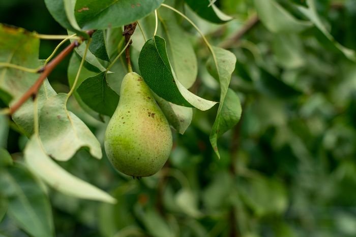 Close-up of a pear growing on a tree, highlighting the importance of proper planting techniques, timing, spacing, and mulching for healthy pear tree growth.