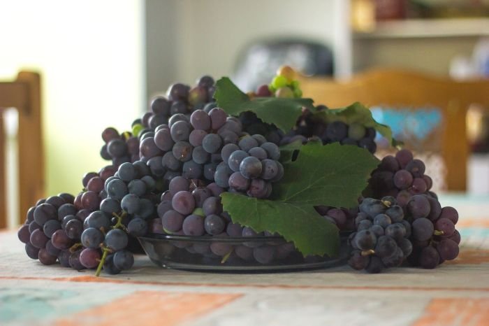 Plate filled with freshly harvested purple grapes with leaves, ideal for learning about preparing to grow grapes in your garden.