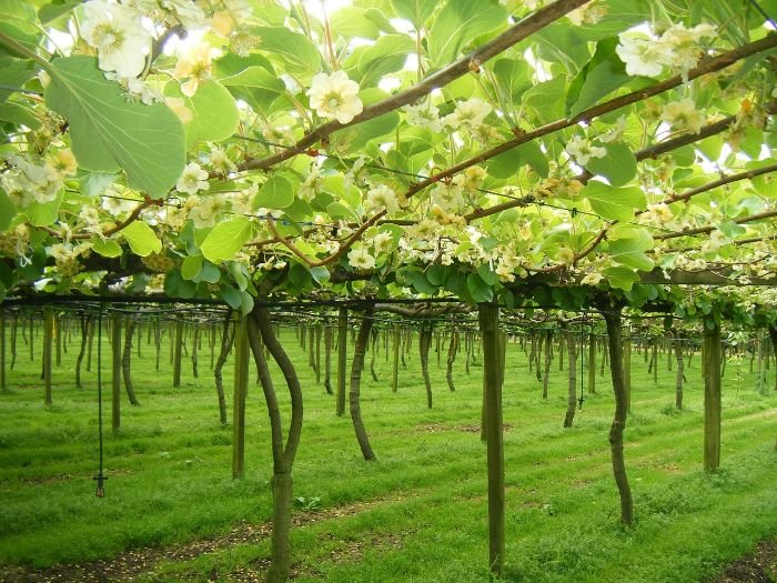 Blossoming kiwifruit vines in a well-prepared garden, showcasing optimal conditions for growing kiwifruit successfully.