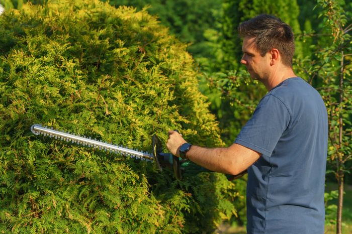 A man using a hedge trimmer to prune a large broadleaf evergreen bush, showcasing the proper early spring pruning technique to encourage healthy growth and maintain a vibrant appearance.