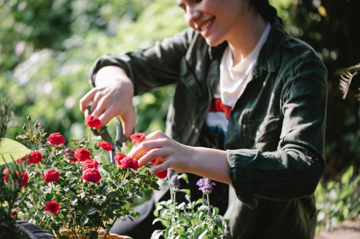 A woman pruning vibrant red flowers in a garden, demonstrating the best time to prune summer and fall flowering plants like rose of Sharon and hydrangeas for optimal growth.