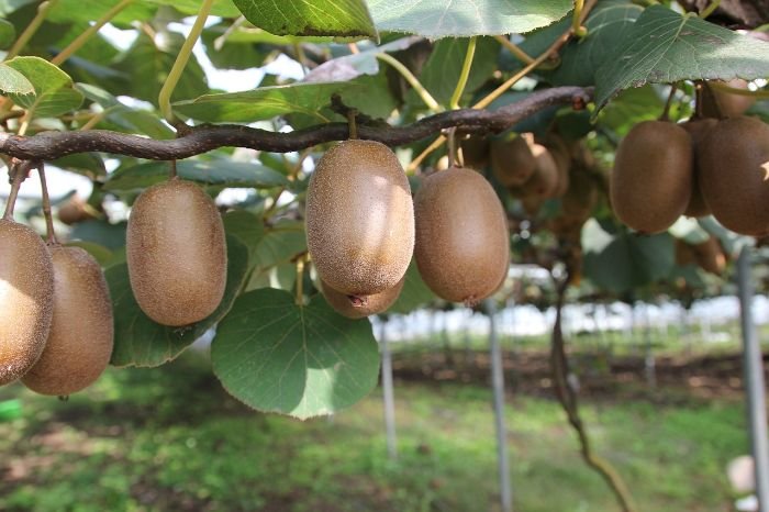 Healthy kiwifruit vines pruned and trained for optimal growth, ensuring better air circulation, sunlight exposure, and stronger branches.