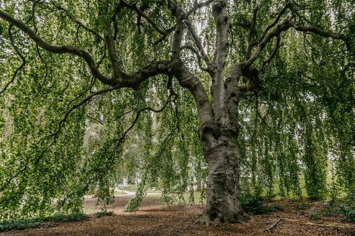 Large tree providing shade, demonstrating how strategic tree planting helps reduce urban heat islands.