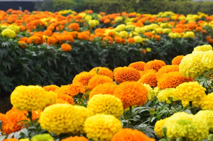 Bright yellow and orange marigolds in full bloom, showcasing their resilience to hot weather and adding vibrant colors to the garden.