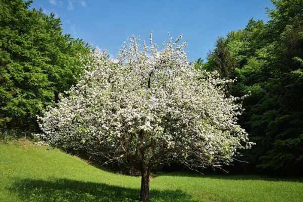 Beautiful blooming tree in a green meadow, highlighting the role of trees in sustainable gardening practices.