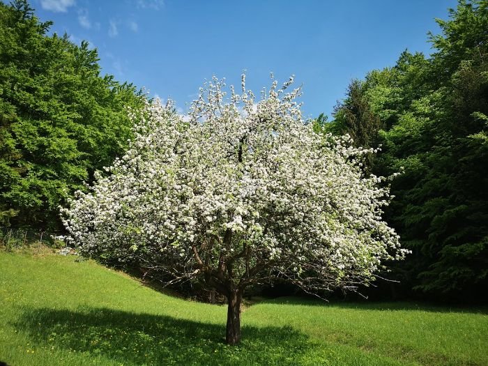 Beautiful blooming tree in a green meadow, highlighting the role of trees in sustainable gardening practices.