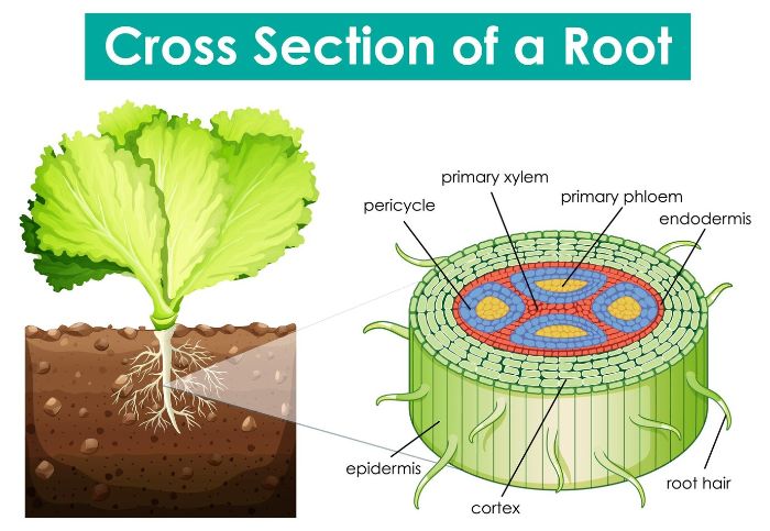 Cross section of a plant root illustrating root rot, a fungal infection that affects chrysanthemum roots in wet or poorly draining soil, causing stunted growth, yellow leaves, and wilting.