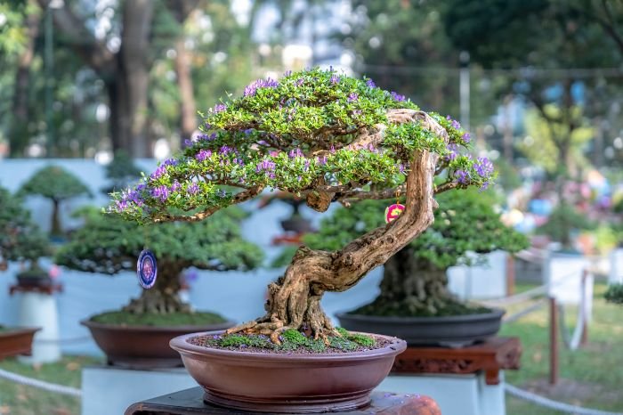 A beautifully shaped bonsai tree in full bloom, showcasing the importance of adjusting care for bonsai trees during different seasons such as spring, summer, fall, and winter.