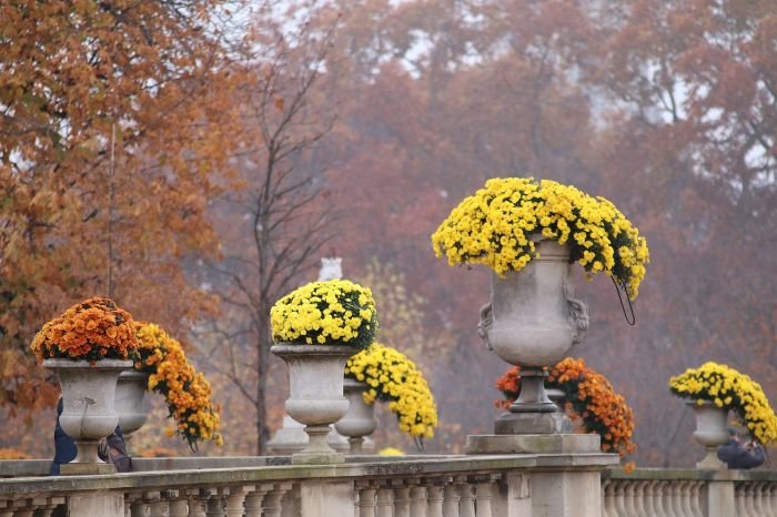 Chrysanthemums shaped into neat, full mounds in large planters, perfect for creating a symmetrical garden display.