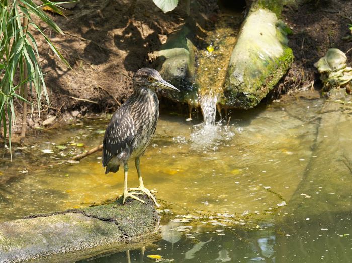 Bird perched by a garden water feature, highlighting the importance of sustainable practices in water feature design and upkeep.