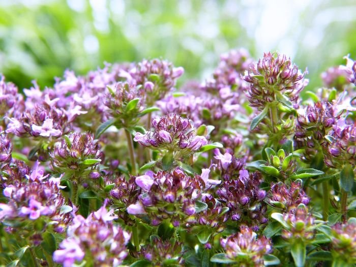Close-up of blooming thyme plants, offering inspiration and tips for incorporating thyme into garden designs for enhanced beauty and functionality.