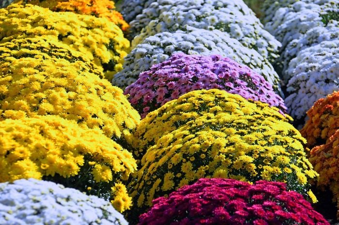 Colorful chrysanthemums pruned and deadheaded for optimal blooming, showcasing vibrant, healthy flowers in a garden.