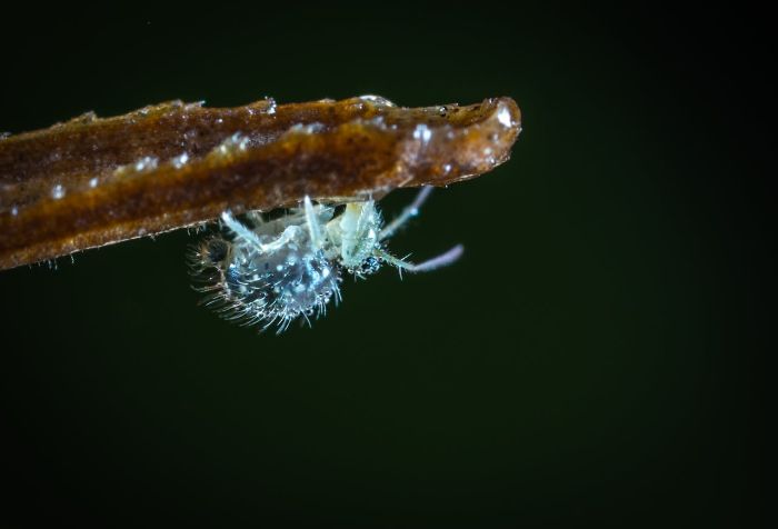 Close-up of an aphid on a plant stem, highlighting its intricate details, used to illustrate methods for identifying and controlling these common garden pests.